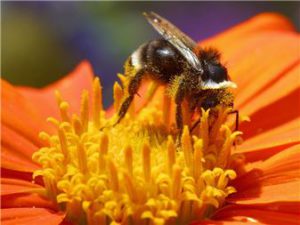 bee