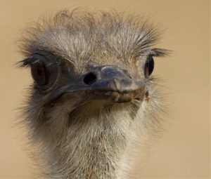 ostrich