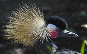 bird
