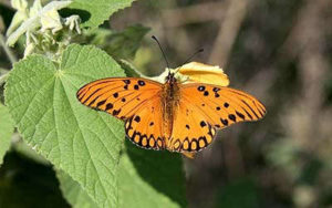 butterfly